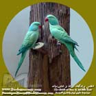 طوطی طوق   صورتی